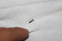 Opogona comptella