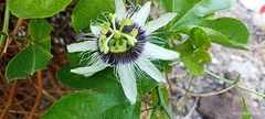Passiflora edulis flavicarpa