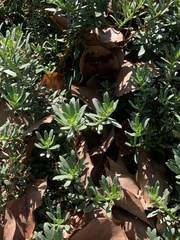 Myoporum parvifolium