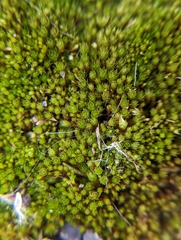 Ptychostomum imbricatulum