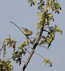 Sophora chrysophylla