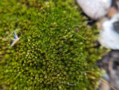 Ptychostomum imbricatulum
