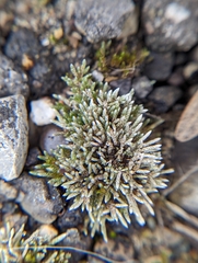 Bryum argenteum