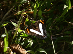 Adelpha naxia