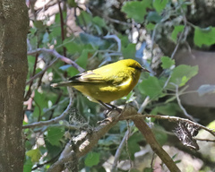 Chlorodrepanis virens