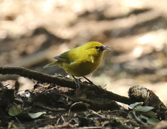 Chlorodrepanis virens