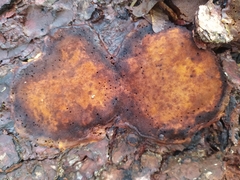 Ischnoderma benzoinum