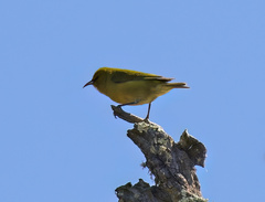 Chlorodrepanis virens