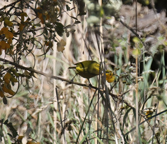 Chlorodrepanis virens