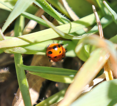 Hippodamia convergens