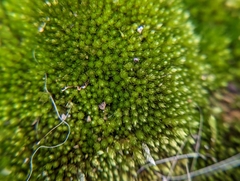 Ptychostomum imbricatulum