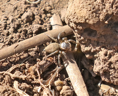 Habronattus pyrrithrix