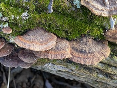 Fuscoporia