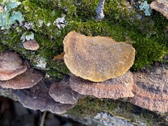 Fuscoporia