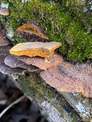 Fuscoporia