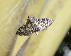 Glyphodes onychinalis