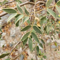 Senna villosa