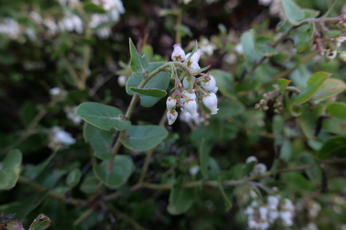 Arctostaphylos osoensis, photograph 1