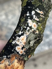 Trichoderma sulphureum