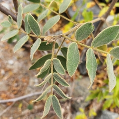 Senna villosa