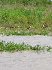 Gymnomystax mexicanus