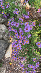 Symphyotrichum novae-angliae