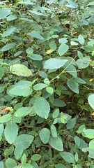 Impatiens pallida