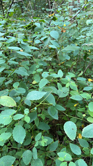 Impatiens pallida