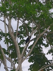 Coragyps atratus