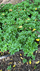 Pachysandra terminalis
