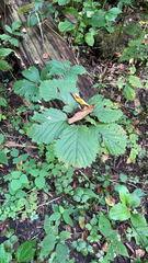 Parthenocissus inserta