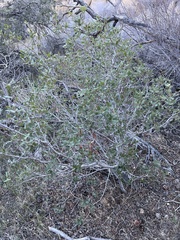 Quercus cornelius-mulleri