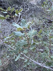Quercus cornelius-mulleri