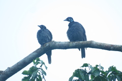 Gymnoderus foetidus