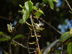Alangium hexapetalum