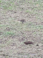 Ammodramus aurifrons