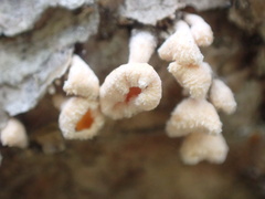 Lachnellula