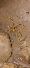 Stygnopsis