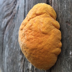 Piptoporus australiensis