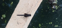Erythemis attala