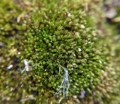 Ptychostomum imbricatulum