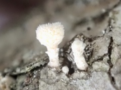 Lachnellula