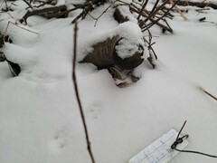 Peromyscus maniculatus