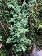 Cladonia squamosa