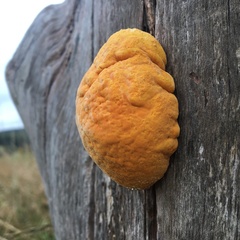 Piptoporus australiensis