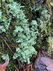 Cladonia squamosa