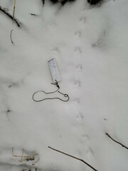 Peromyscus maniculatus