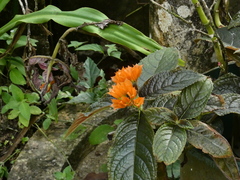 Chrysothemis pulchella
