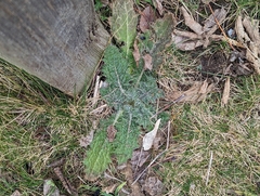 Cirsium vulgare