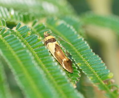 Macrobathra chrysotoxa